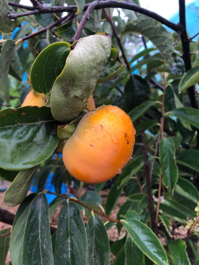 Afrikan Krisant Tenerife, Casa Rural Ecologica Arafo Luaran gambar
