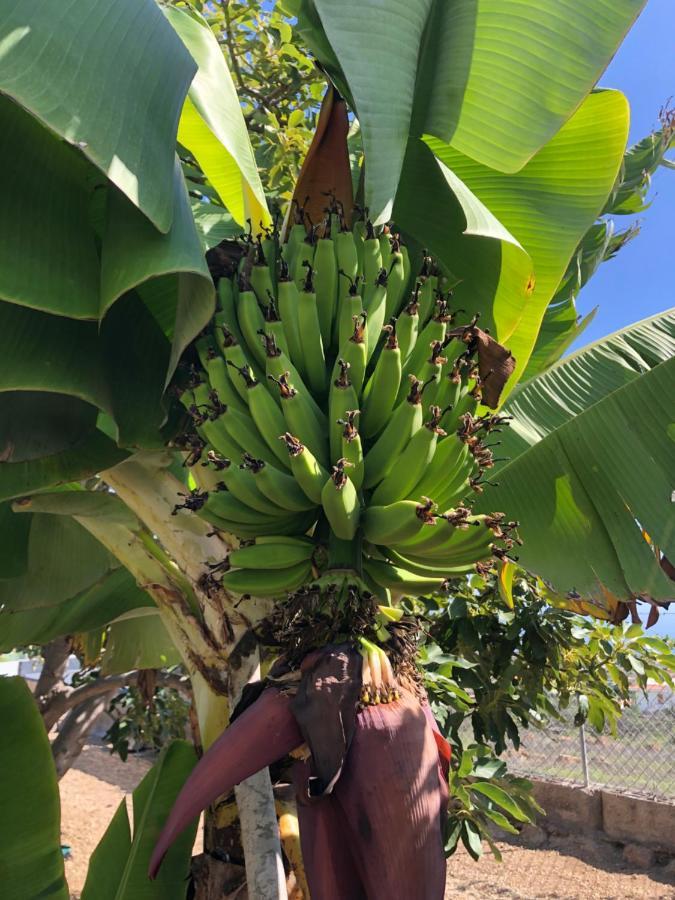 Afrikan Krisant Tenerife, Casa Rural Ecologica Arafo Luaran gambar