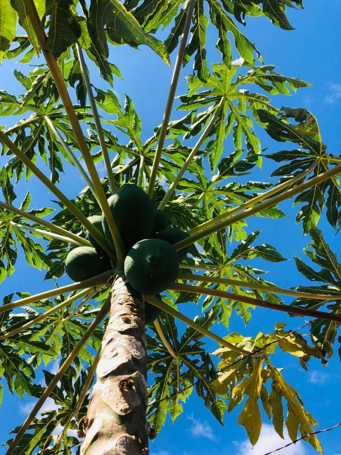 Afrikan Krisant Tenerife, Casa Rural Ecologica Arafo Luaran gambar