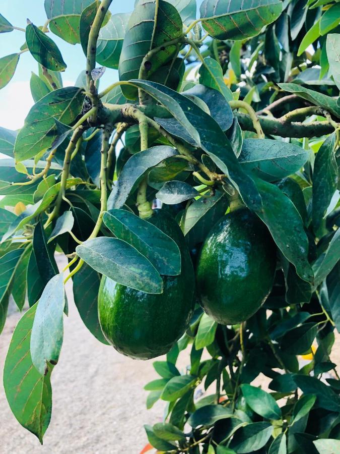 Afrikan Krisant Tenerife, Casa Rural Ecologica Arafo Luaran gambar